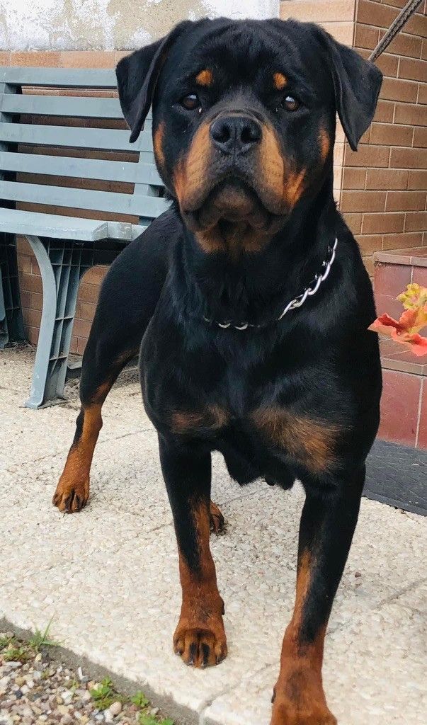 Les Rottweiler de l'affixe Des Gardiens De Sauron