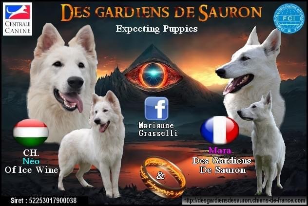 Des Gardiens De Sauron - Chiots CH.Néo & Mara