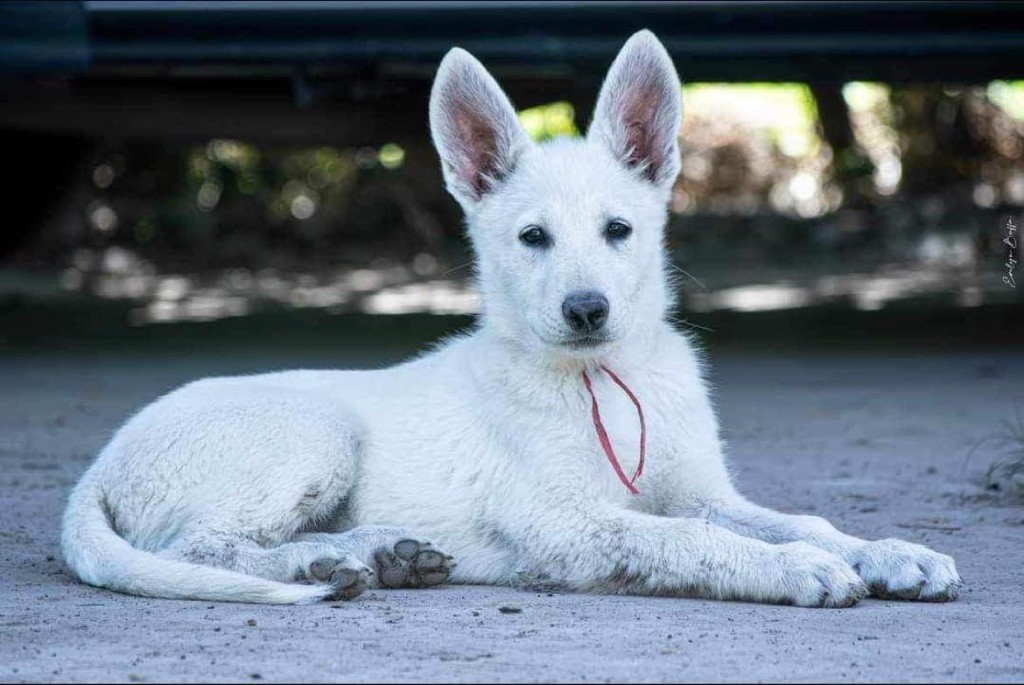 Queen cleopatra zeichen von wolf