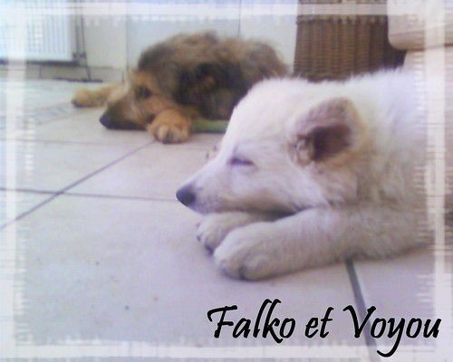 Falko 1 (Sans Affixe)