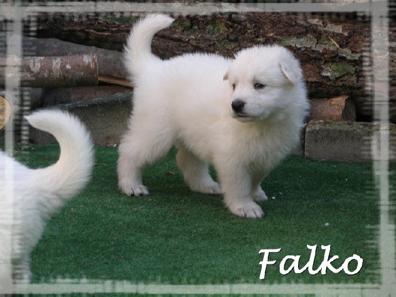 Falko 1 (Sans Affixe)