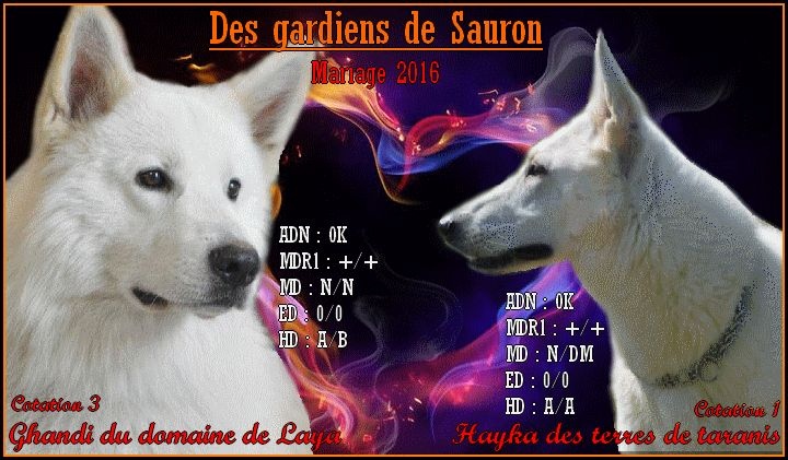 Des Gardiens De Sauron - Berger Blanc Suisse - Portée née le 20/11/2016