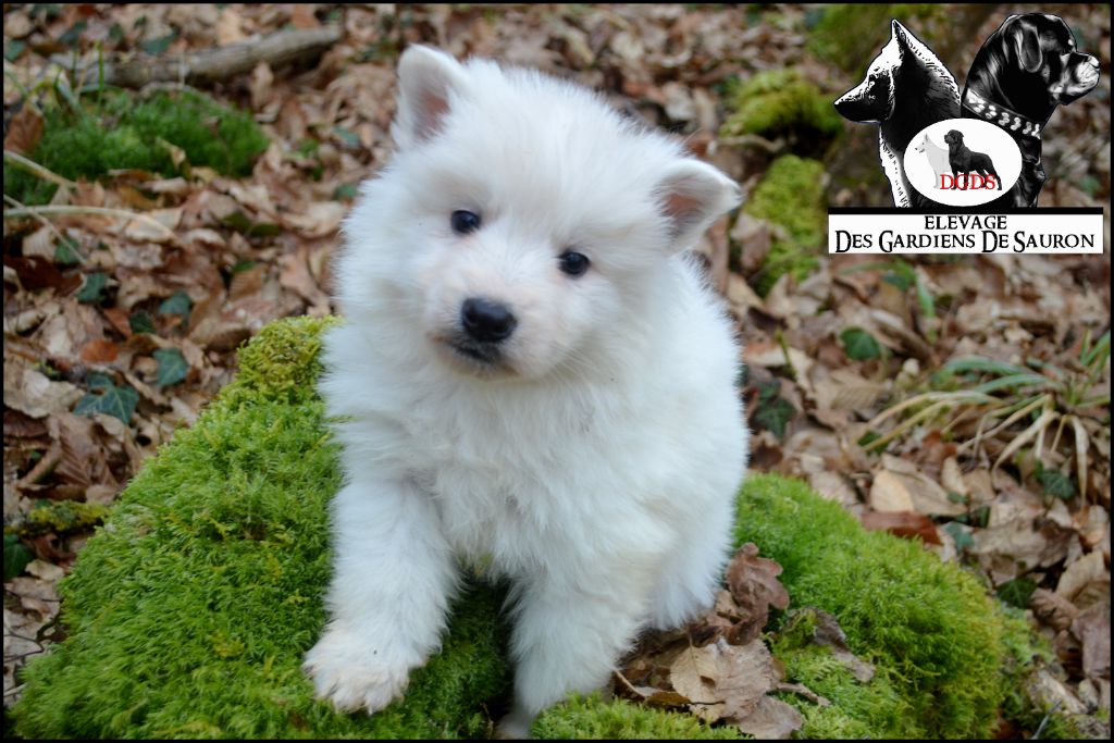 Des Gardiens De Sauron - Chiot disponible  - Berger Blanc Suisse