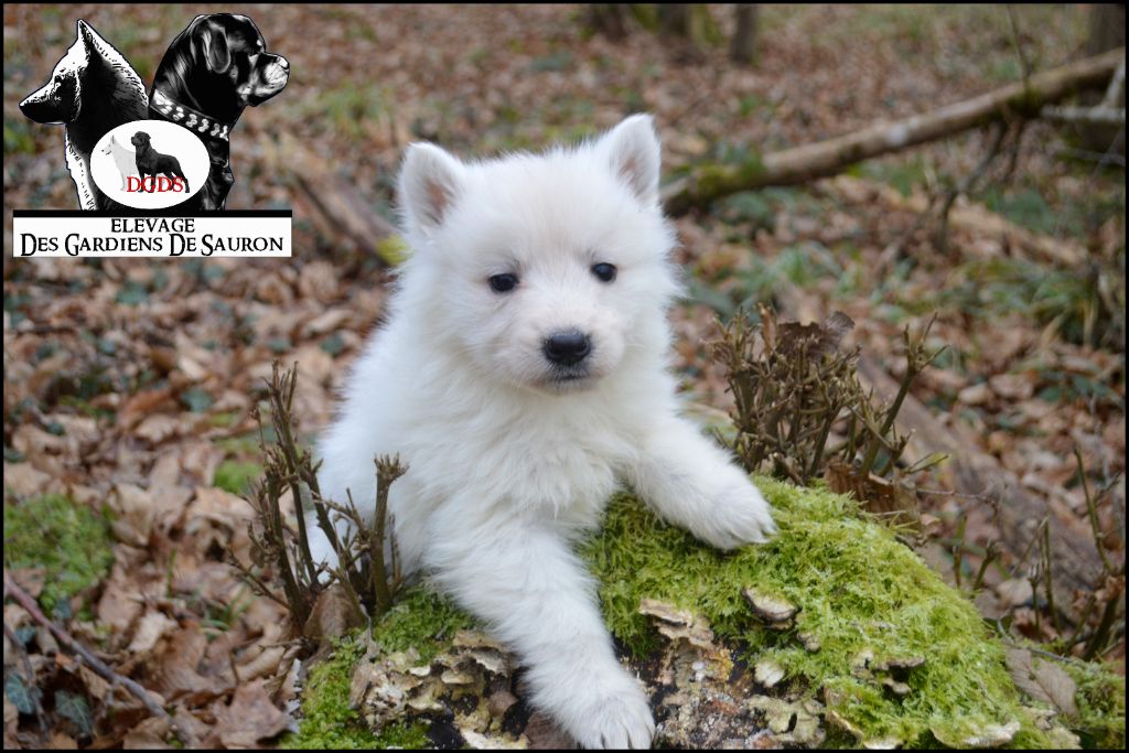 Des Gardiens De Sauron - Chiot disponible  - Berger Blanc Suisse