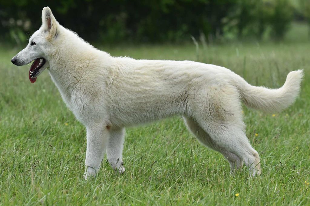 like snow Lauretta dit skadi
