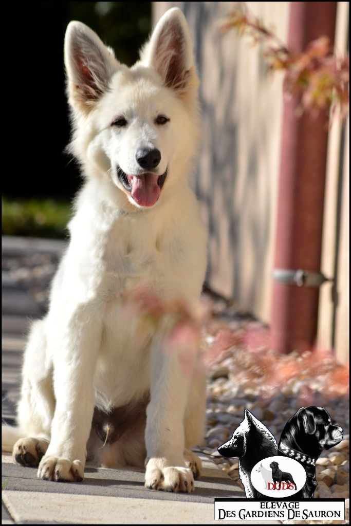 Oscar od bijelih andela