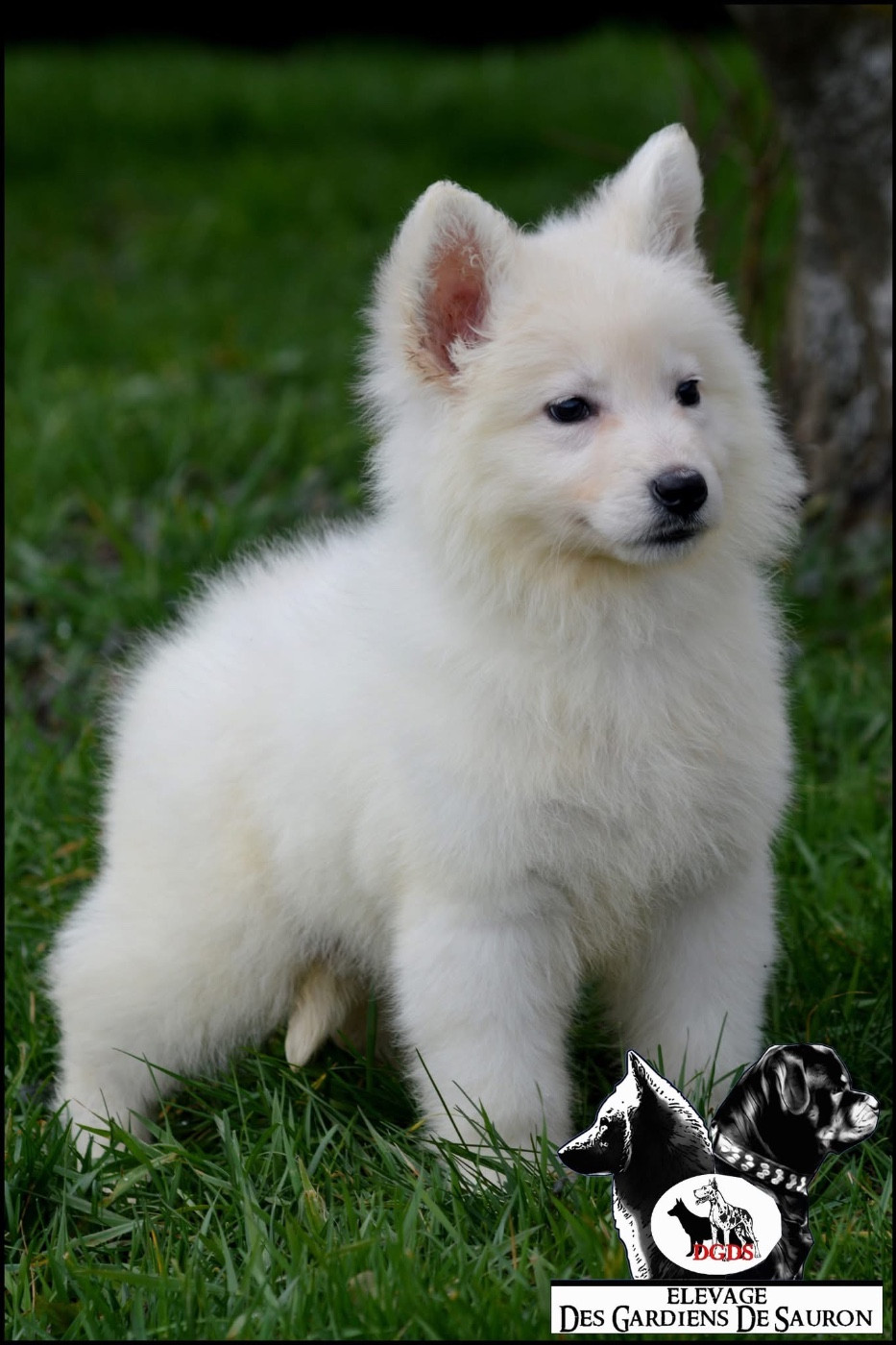 Apocalypse Des Gardiens De Sauron