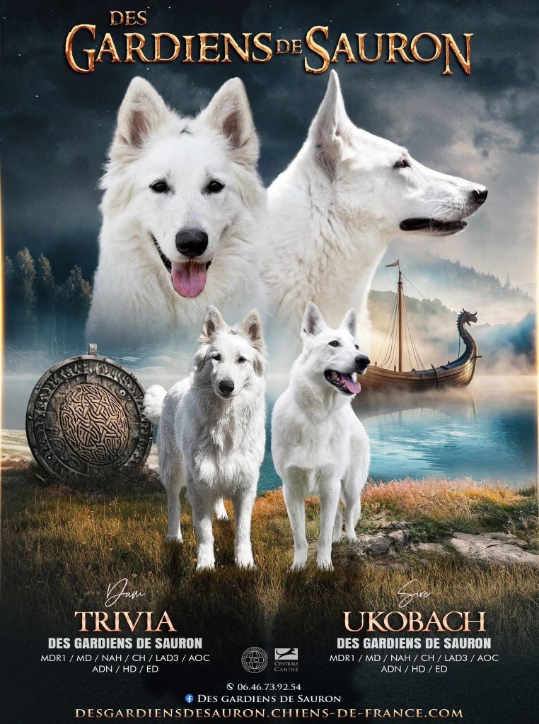 Portée Ukobach DGDS & Trivia DGDS