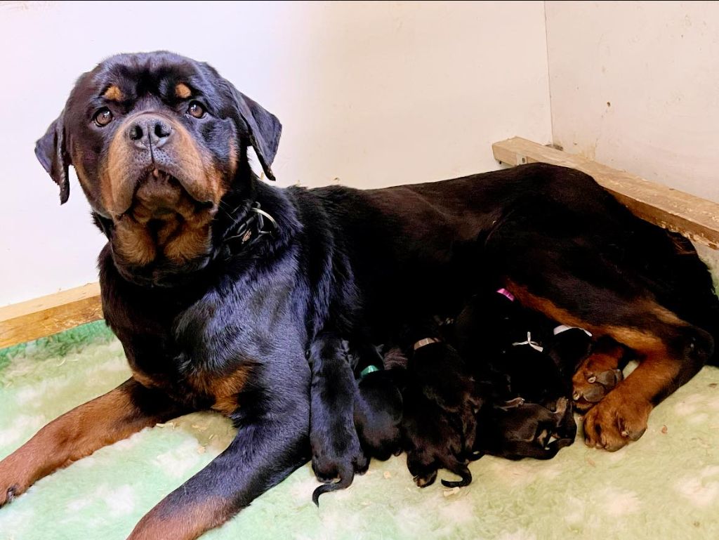 Des Gardiens De Sauron - Chiots Raven Fire & Spyke