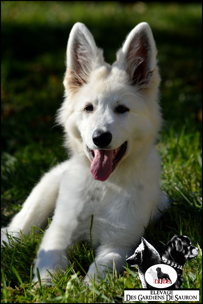 Notre nouveau chien à l'élevage