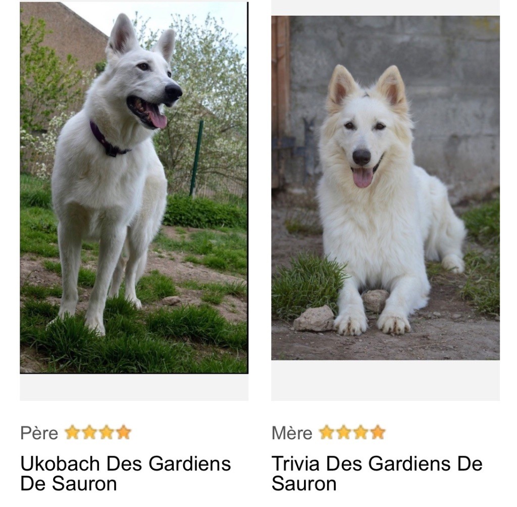 Des Gardiens De Sauron - Portée Ukobach DGDS & Trivia DGDS