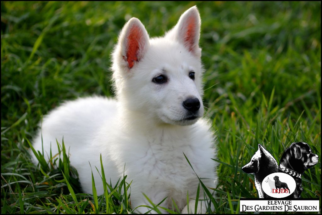 Chiens de l'élevage