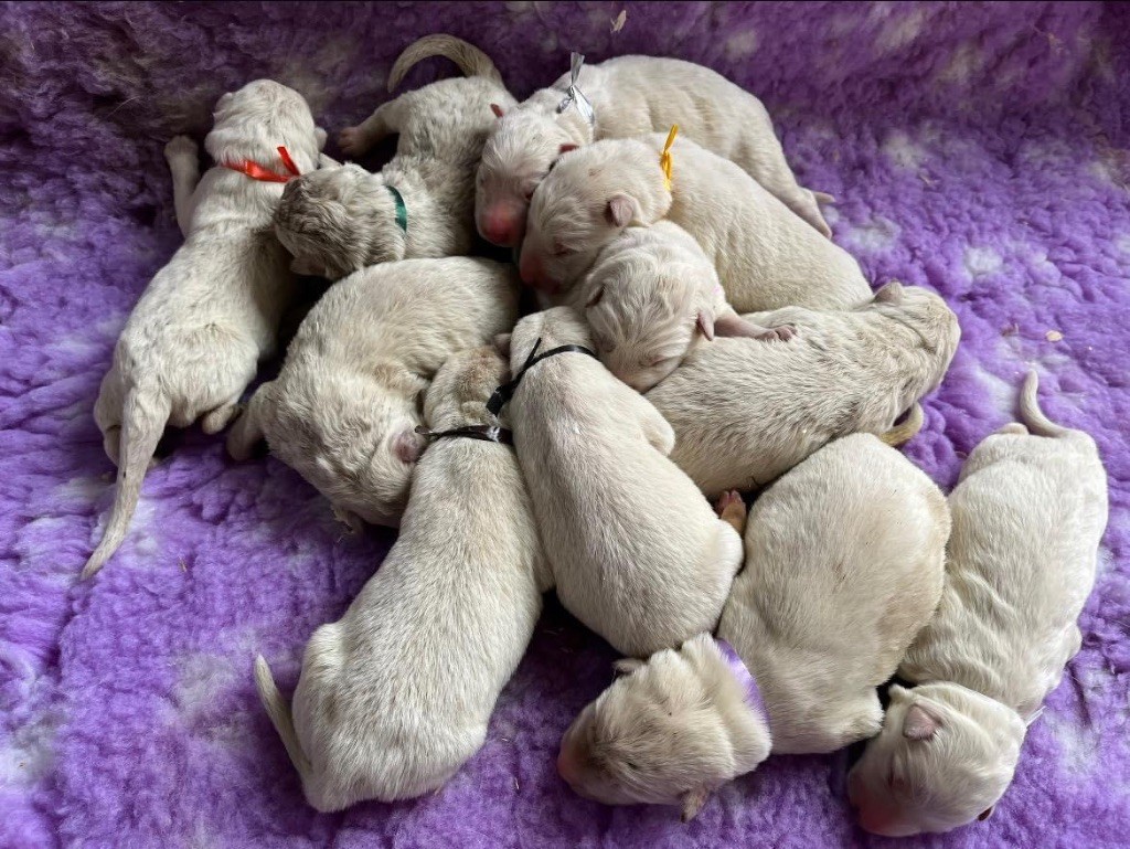 Des Gardiens De Sauron - Berger Blanc Suisse - Portée née le 02/04/2024