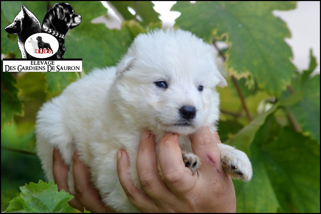 Des Gardiens De Sauron - Chiots disponibles - Berger Blanc Suisse