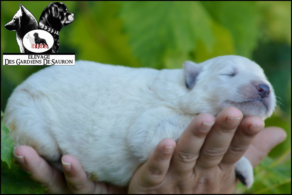 Des Gardiens De Sauron - Chiots disponibles - Berger Blanc Suisse