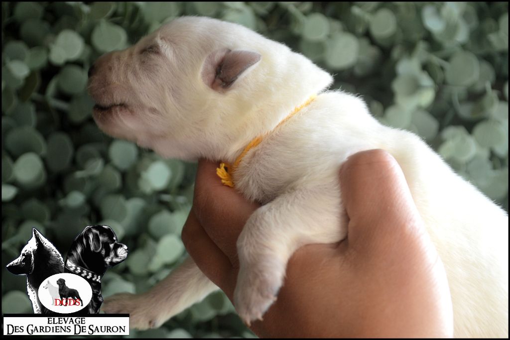 Des Gardiens De Sauron - Chiots disponibles - Berger Blanc Suisse