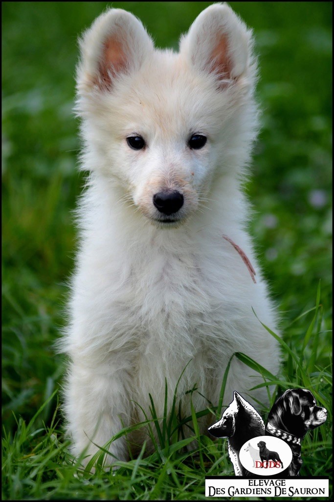 Des Gardiens De Sauron - Chiots disponibles - Berger Blanc Suisse