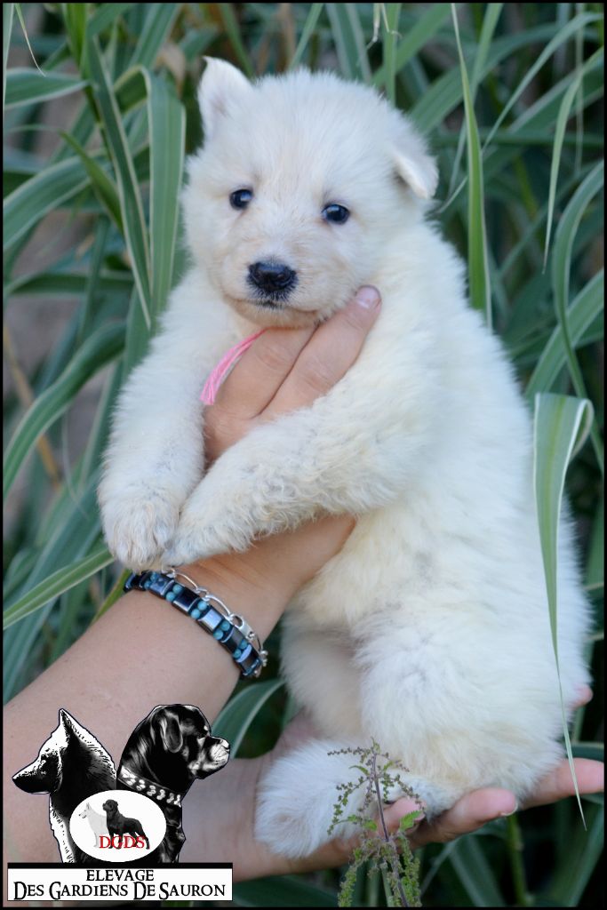 Des Gardiens De Sauron - Chiots disponibles - Berger Blanc Suisse