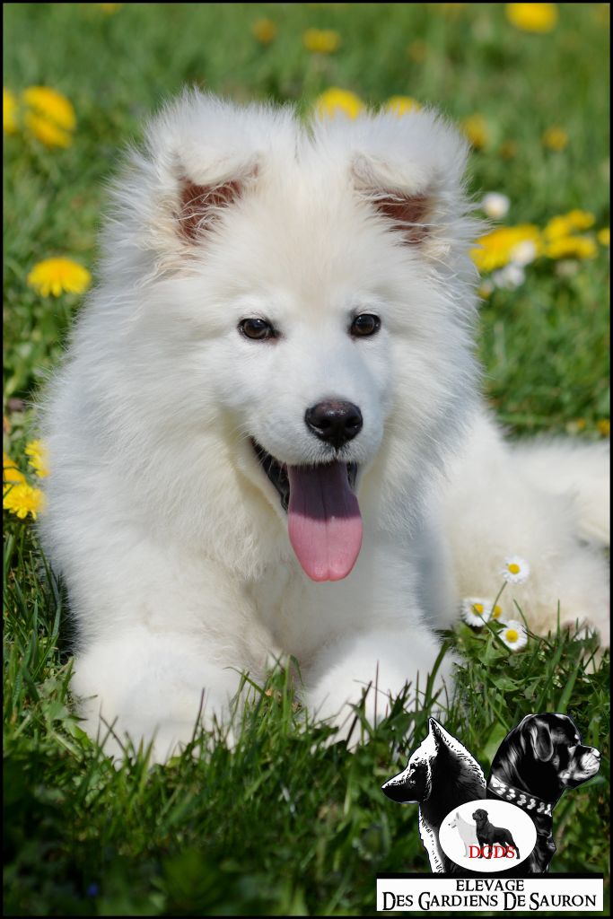 Des Gardiens De Sauron - Chiots disponibles - Berger Blanc Suisse
