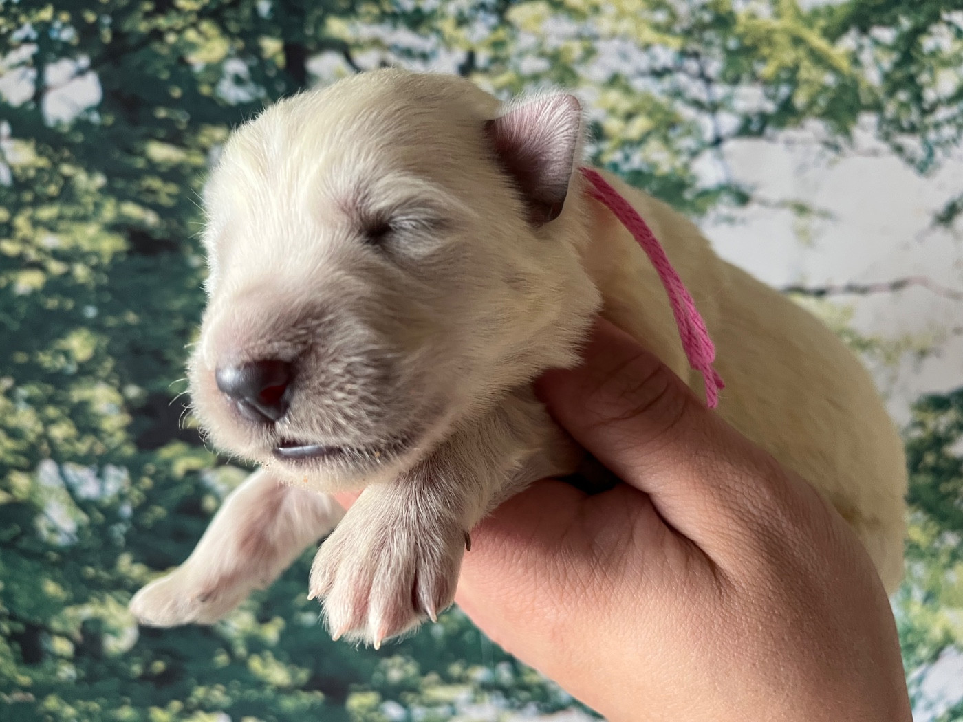 Des Gardiens De Sauron - Chiots disponibles - Berger Blanc Suisse