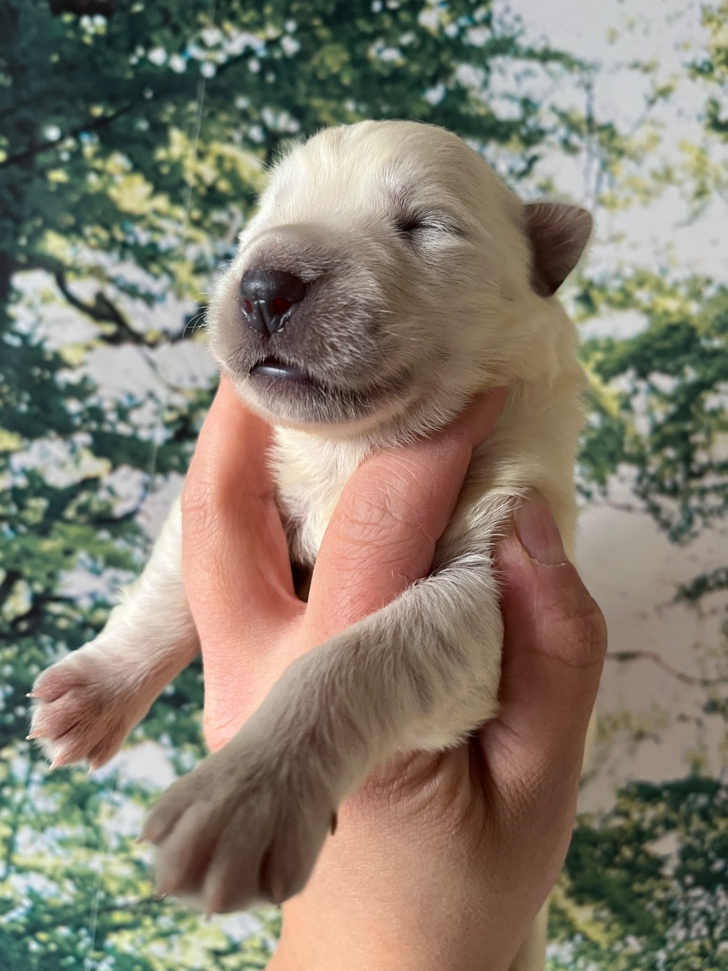 Des Gardiens De Sauron - Chiots disponibles - Berger Blanc Suisse