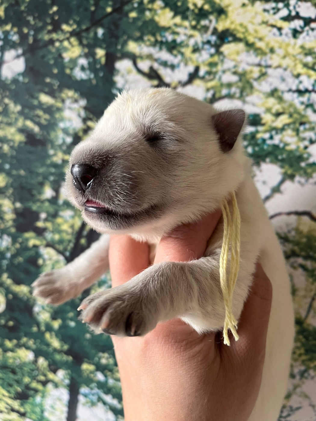 Des Gardiens De Sauron - Chiots disponibles - Berger Blanc Suisse
