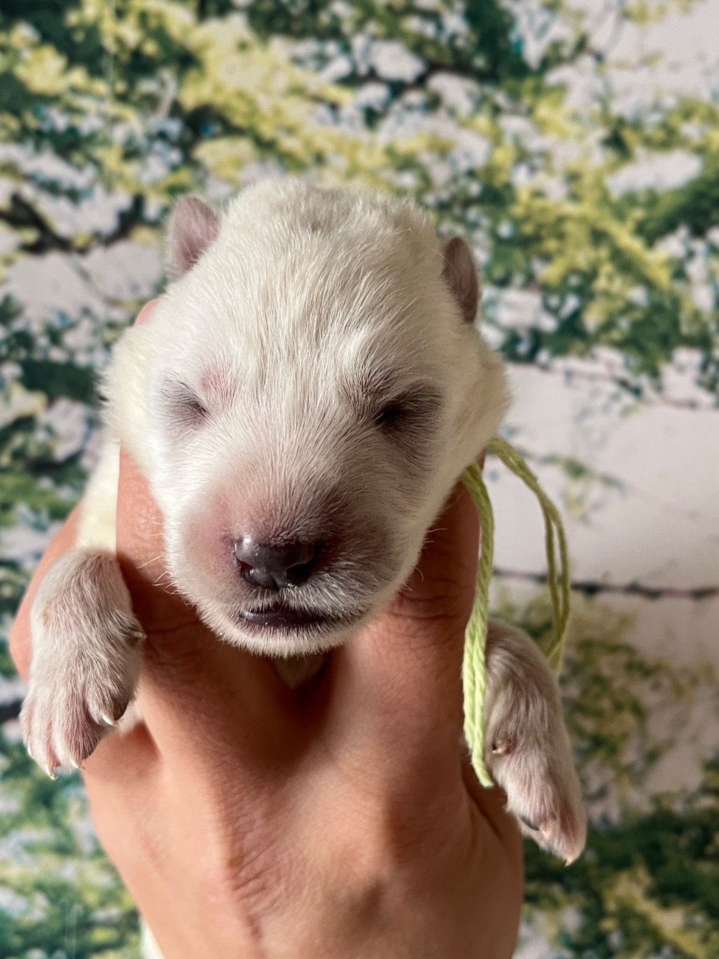 Des Gardiens De Sauron - Chiots disponibles - Berger Blanc Suisse