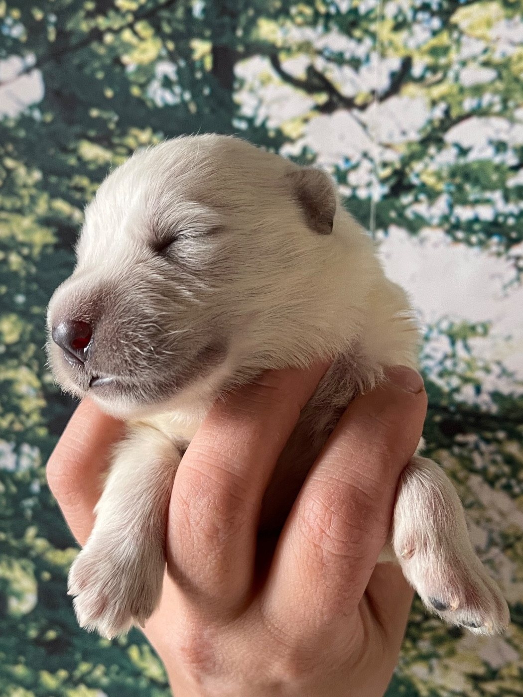 Des Gardiens De Sauron - Chiots disponibles - Berger Blanc Suisse