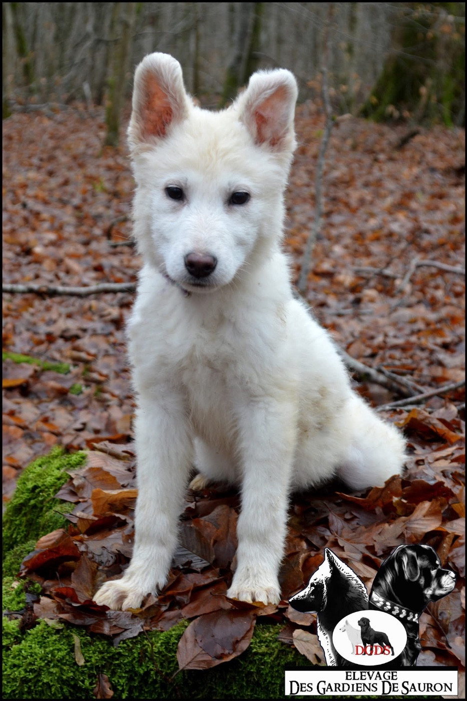 Des Gardiens De Sauron - Chiots disponibles - Berger Blanc Suisse