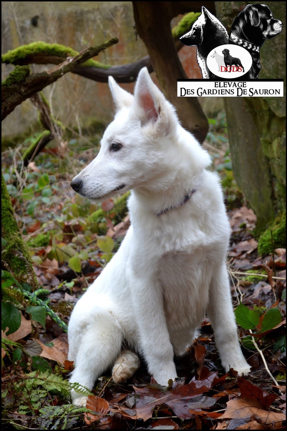 Des Gardiens De Sauron - Chiots disponibles - Berger Blanc Suisse