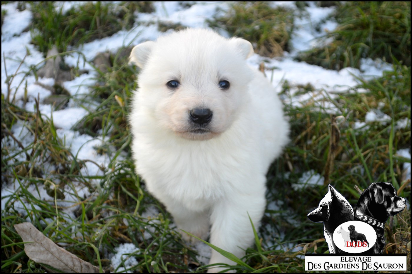 Des Gardiens De Sauron - Berger Blanc Suisse - Portée née le 23/12/2025