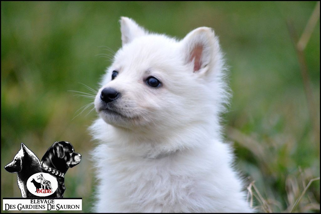 Des Gardiens De Sauron - Chiots disponibles - Berger Blanc Suisse