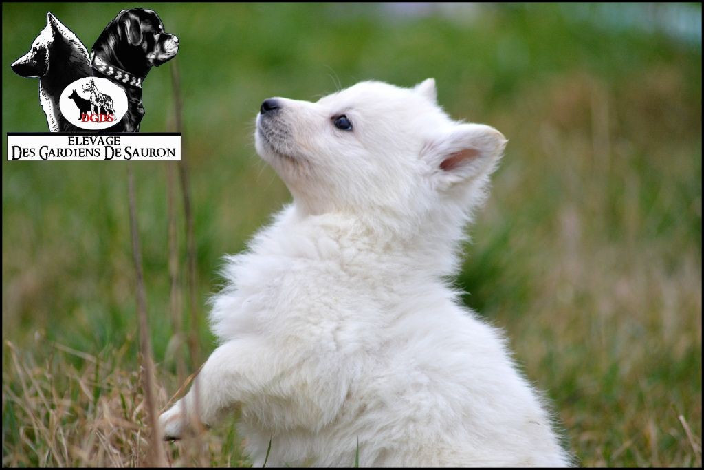 Des Gardiens De Sauron - Chiots disponibles - Berger Blanc Suisse