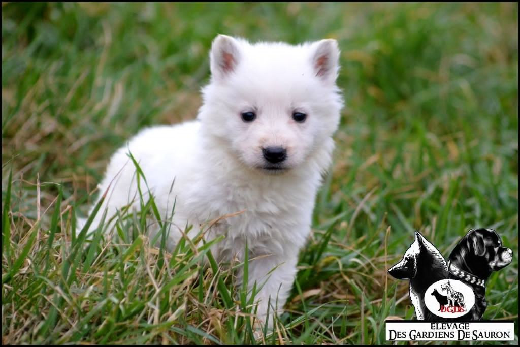 Des Gardiens De Sauron - Chiots disponibles - Berger Blanc Suisse