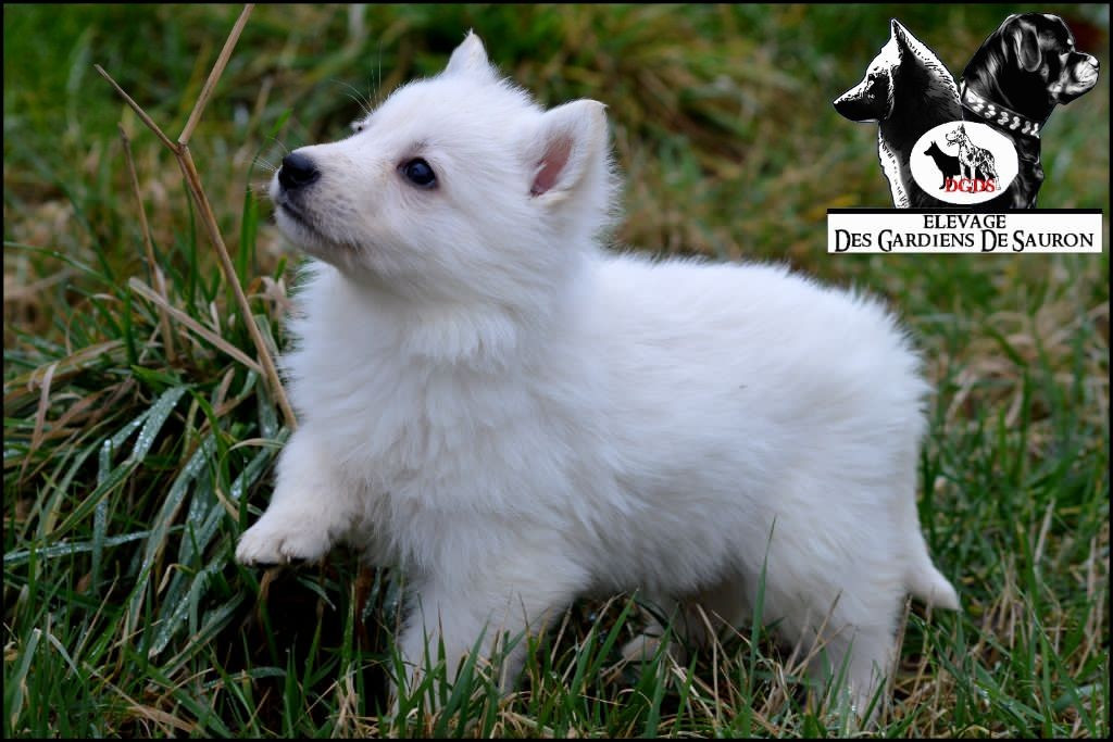 Aku des gardiens de Sauron