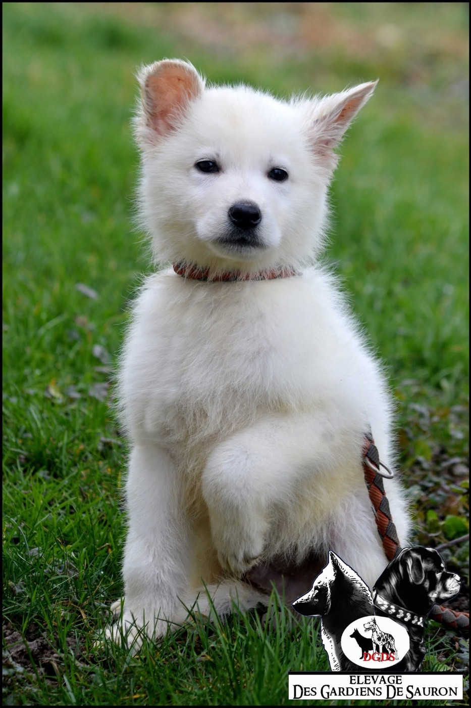 Des Gardiens De Sauron - Chiots disponibles - Berger Blanc Suisse