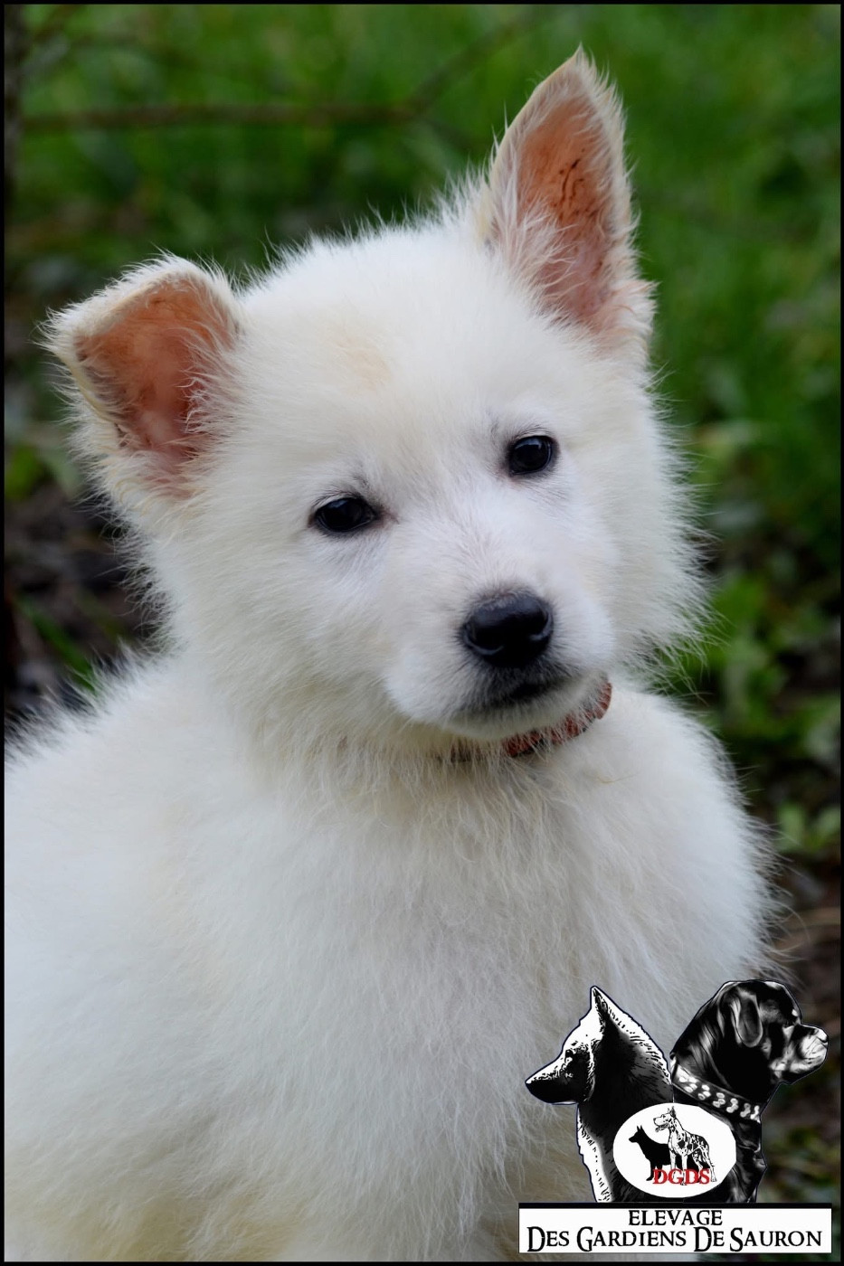 Des Gardiens De Sauron - Chiots disponibles - Berger Blanc Suisse