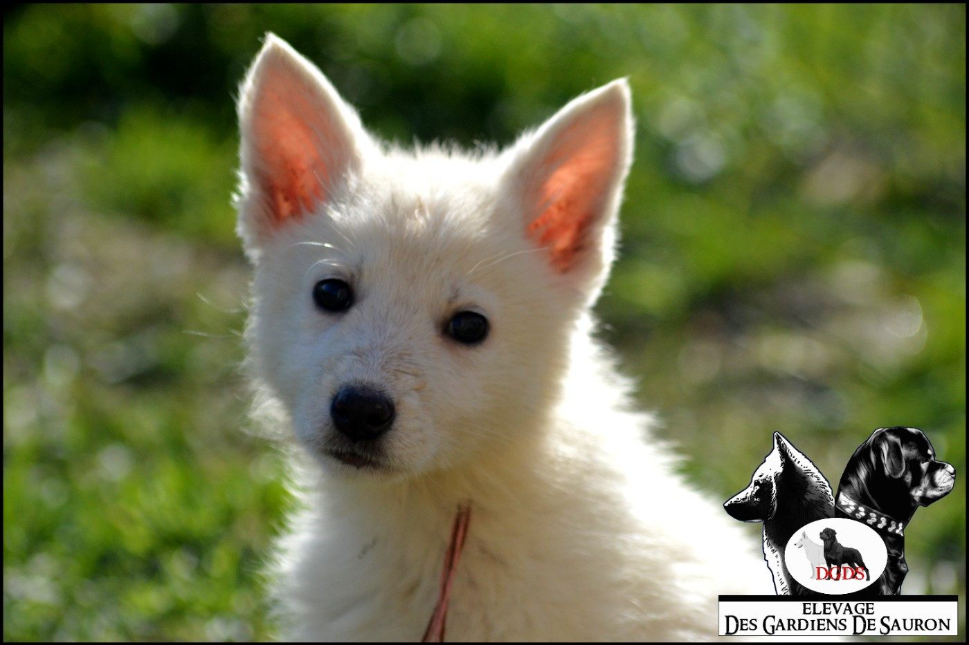 Des Gardiens De Sauron - Chiots disponibles - Berger Blanc Suisse