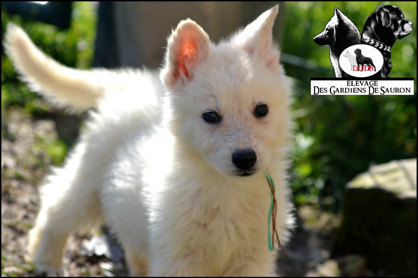 Des Gardiens De Sauron - Chiots disponibles - Berger Blanc Suisse