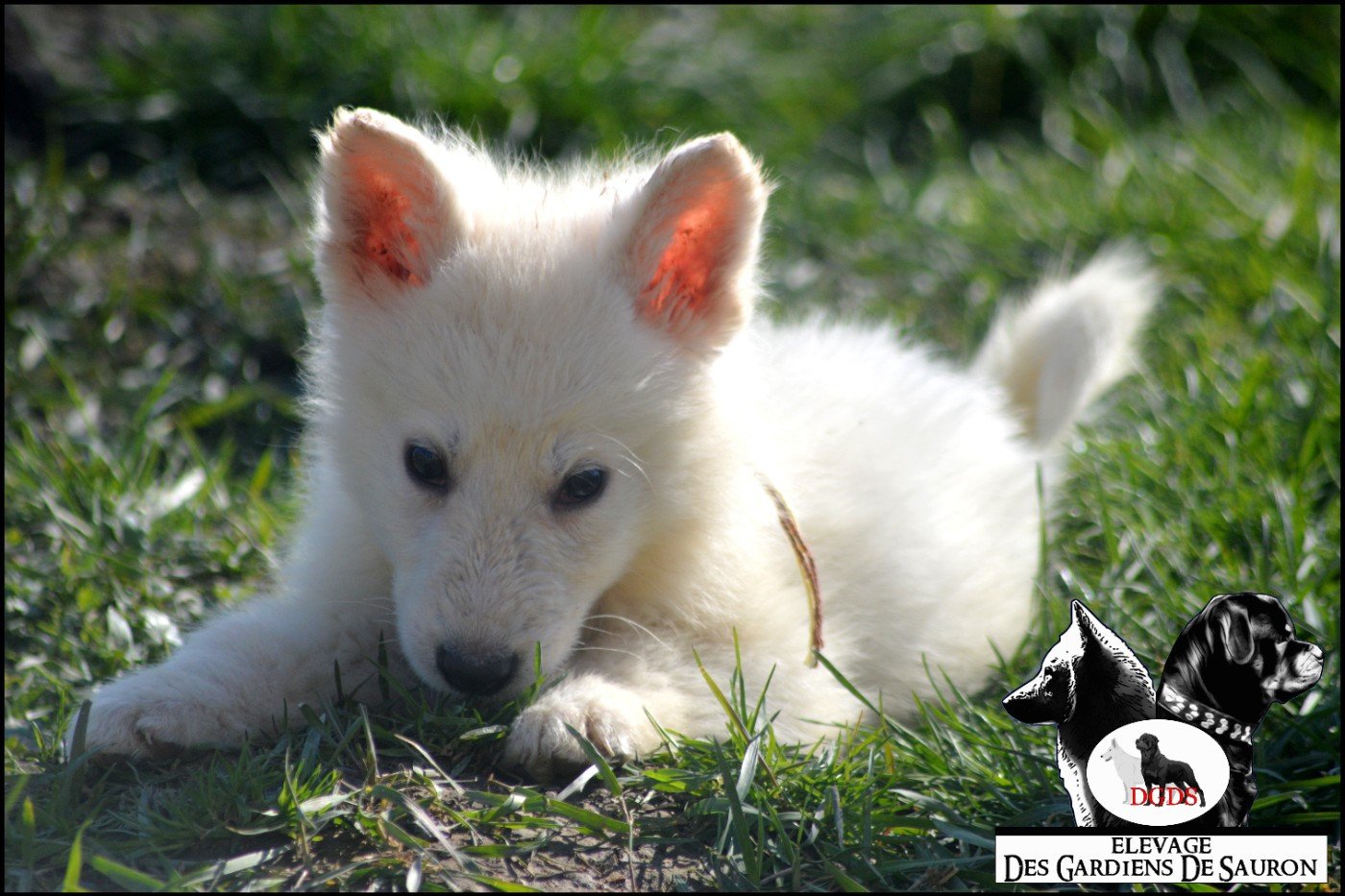 Des Gardiens De Sauron - Chiots disponibles - Berger Blanc Suisse