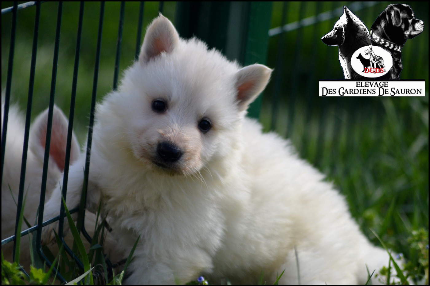 Des Gardiens De Sauron - Chiots disponibles - Berger Blanc Suisse