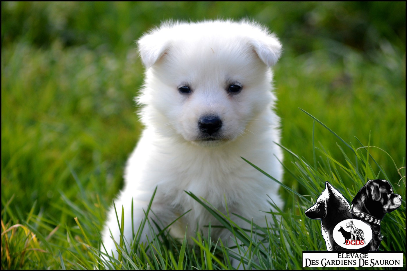 Des Gardiens De Sauron - Chiots disponibles - Berger Blanc Suisse