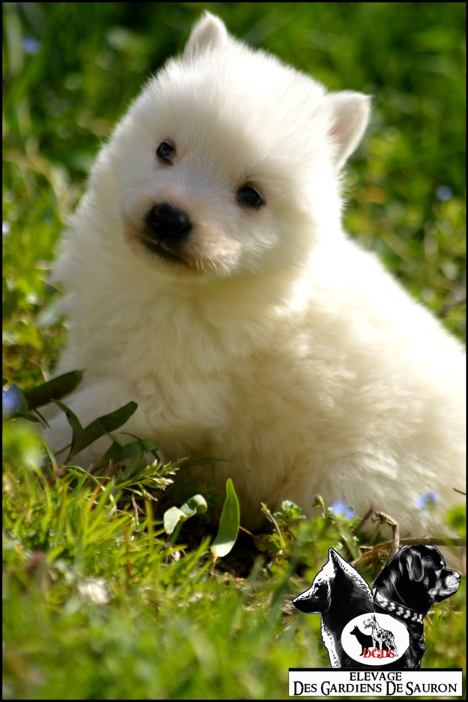 Des Gardiens De Sauron - Chiots disponibles - Berger Blanc Suisse