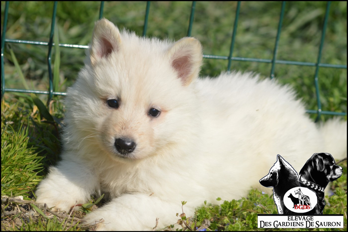 Des Gardiens De Sauron - Chiots disponibles - Berger Blanc Suisse