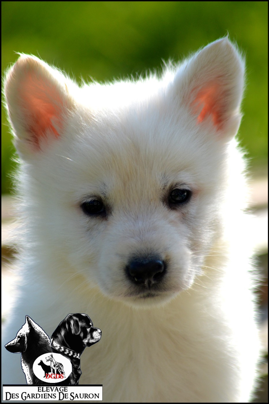 Des Gardiens De Sauron - Chiots disponibles - Berger Blanc Suisse