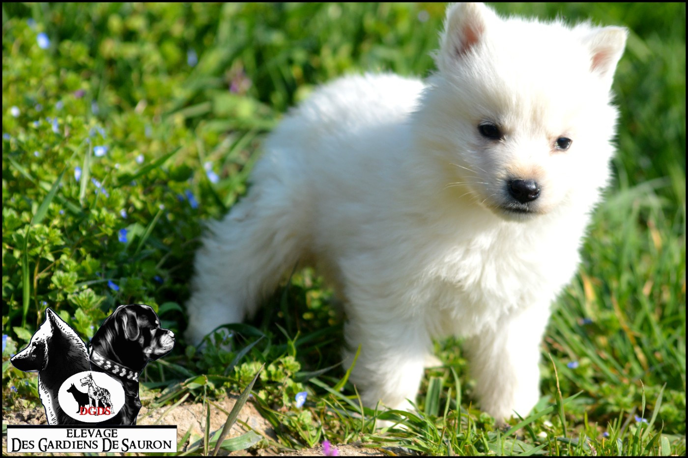Des Gardiens De Sauron - Chiots disponibles - Berger Blanc Suisse