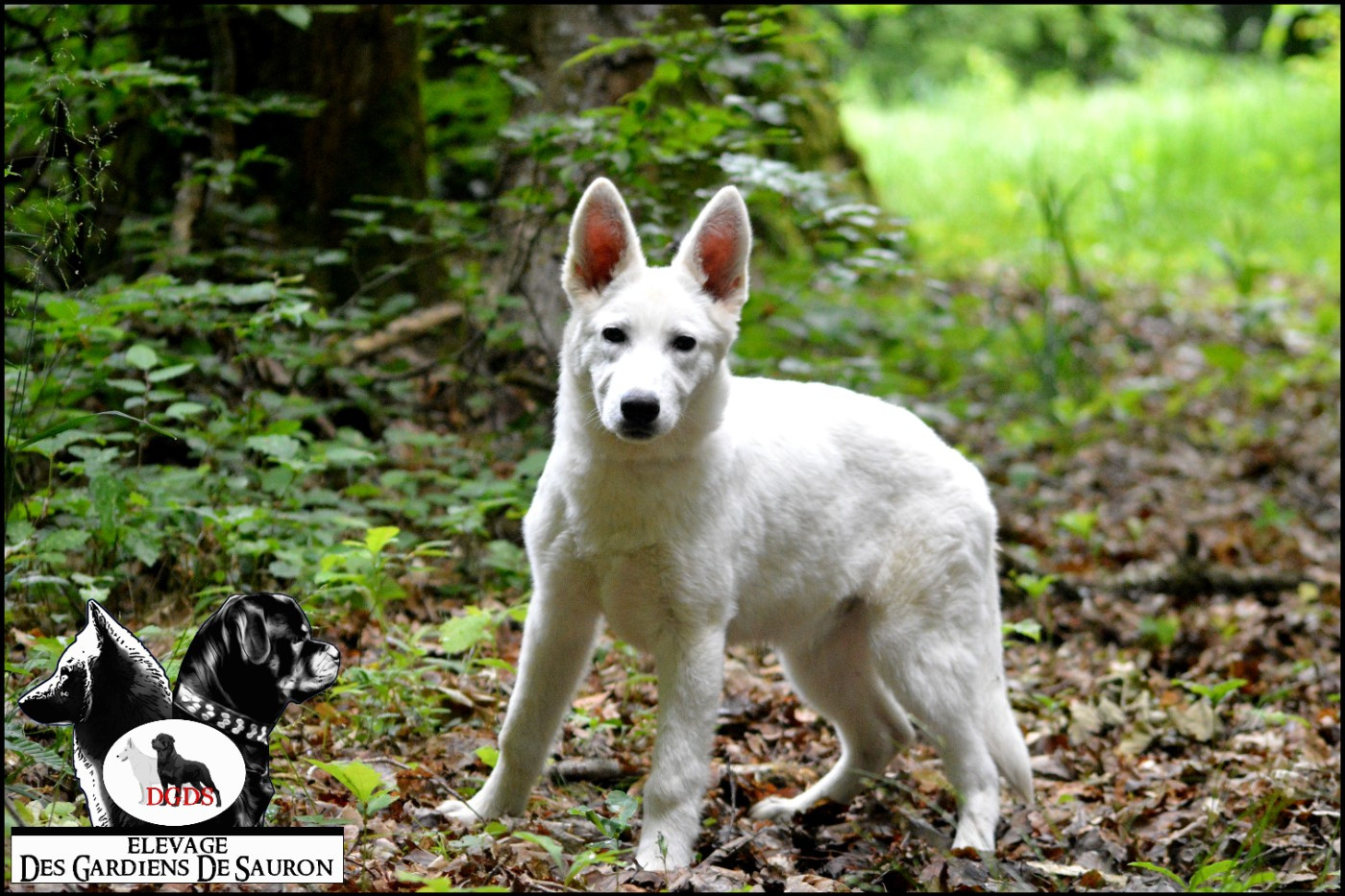Des Gardiens De Sauron - Chiots disponibles - Berger Blanc Suisse