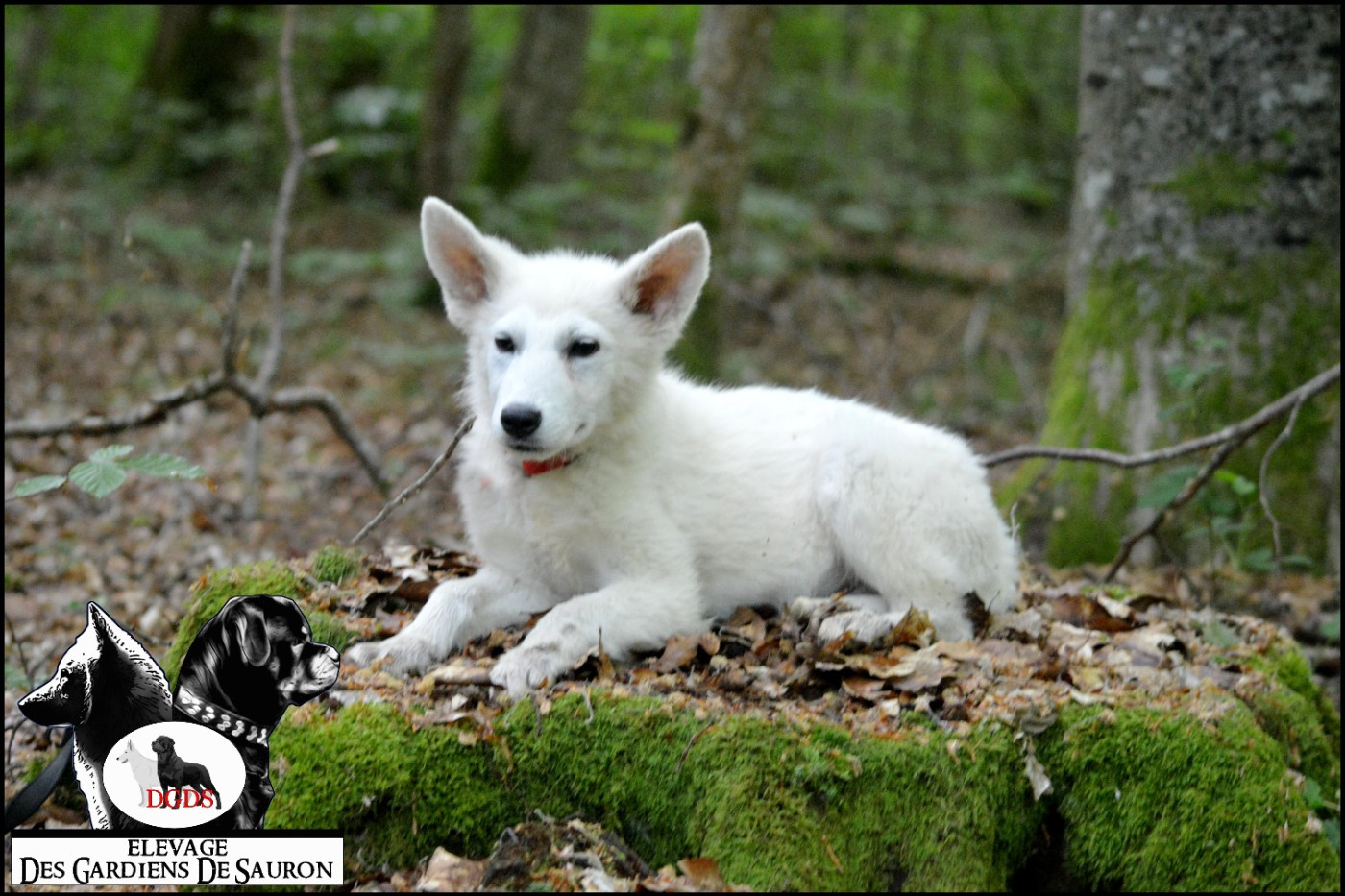 Des Gardiens De Sauron - Chiots disponibles - Berger Blanc Suisse