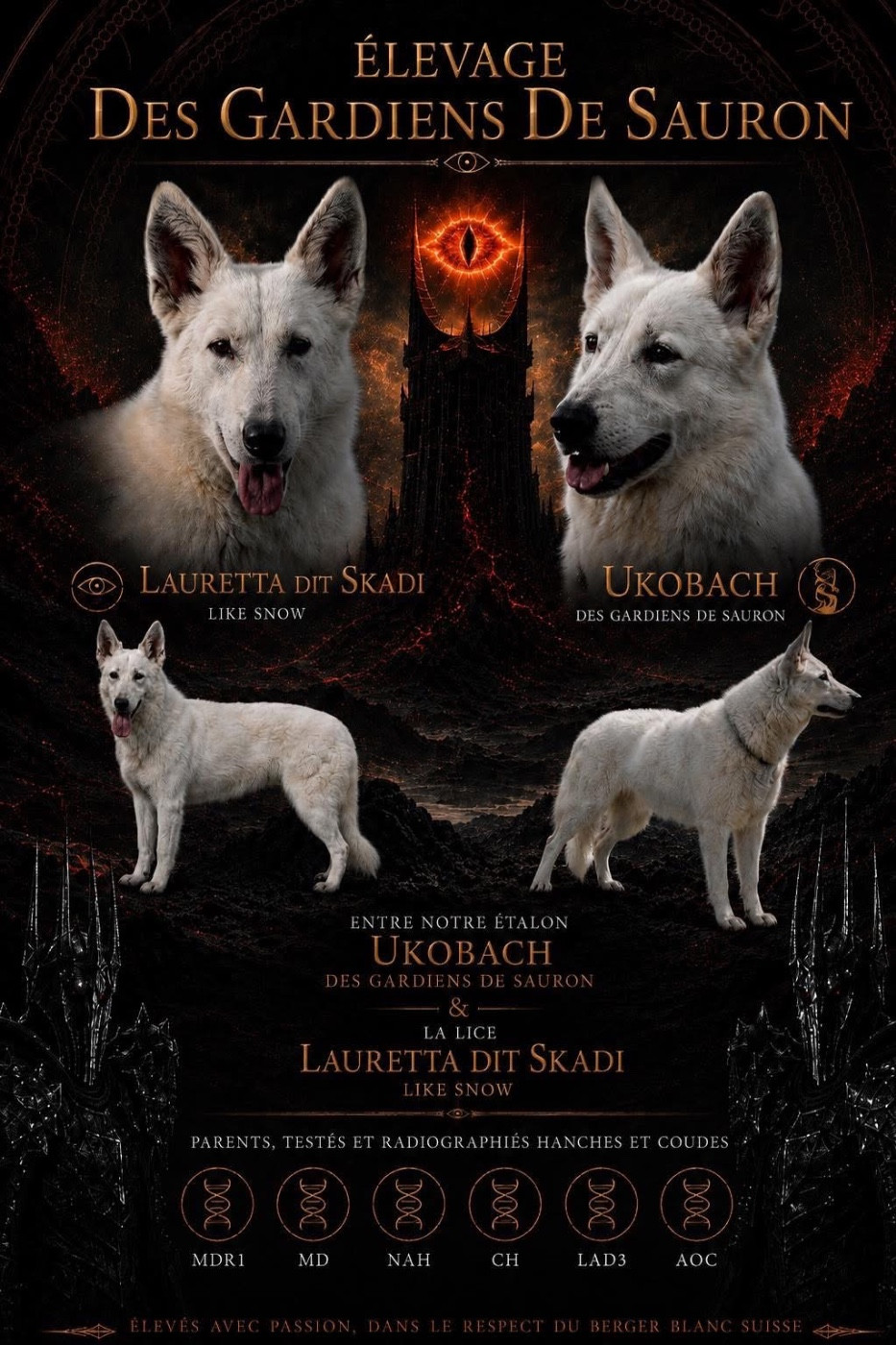 Des Gardiens De Sauron - Berger Blanc Suisse - Portée née le 22/05/2026