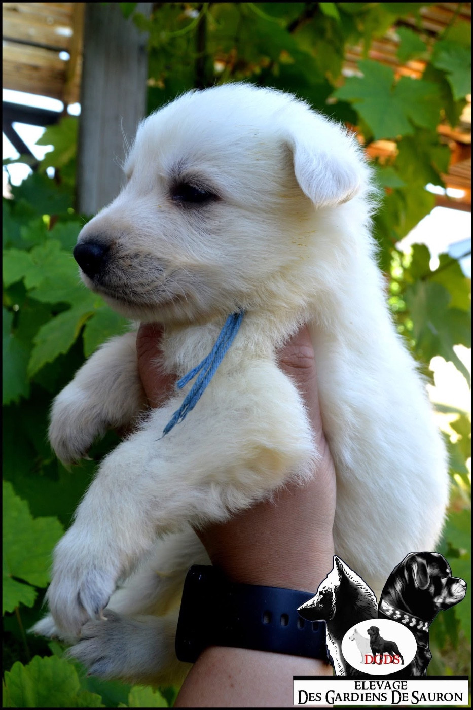Des Gardiens De Sauron - Chiots disponibles - Berger Blanc Suisse